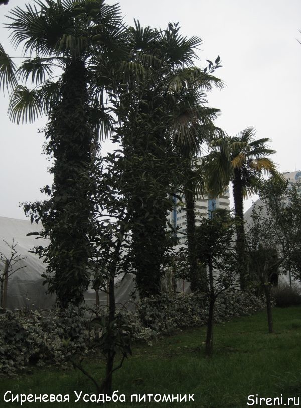 Южнокитайские веерные пальмы увитые плющом колхидским