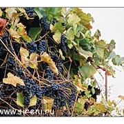 Виноград плодовый(Альфа)