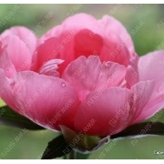Пион Lovely Rose_2