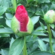 Пион Red Red Rose