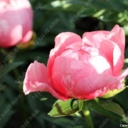 Пион Lovely Rose_1