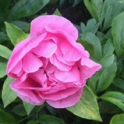 Пион Carnation Bouquet_1