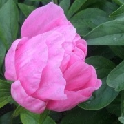 Пион Carnation Bouquet_2