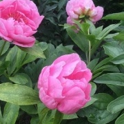 Пион Carnation Bouquet_3