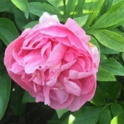 Пион Carnation Bouquet_4