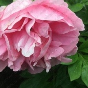 Пион Carnation Bouquet_5