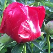 Пион Red Red Rose_2