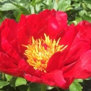 Пион Red Red Rose_3